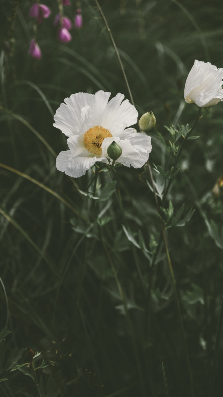 Weiße Blume Mit Grünen Blättern. Wallpaper in 720x1280 Resolution