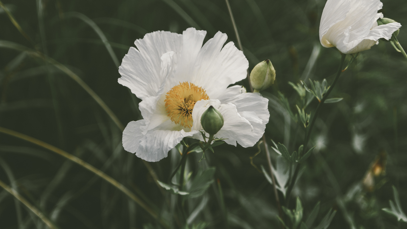 White Flower With Green Leaves. Wallpaper in 1366x768 Resolution