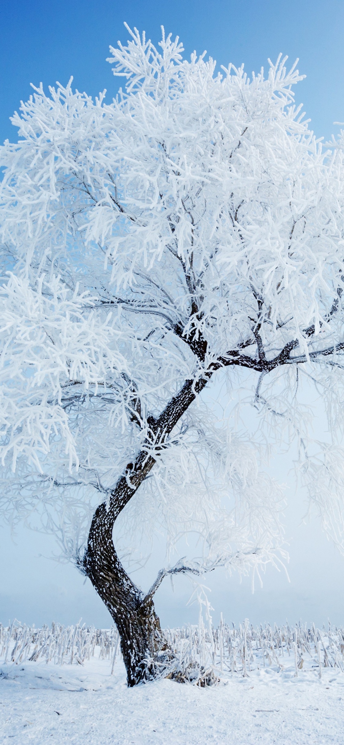 Snow Covered Bare Tree During Daytime. Wallpaper in 1125x2436 Resolution