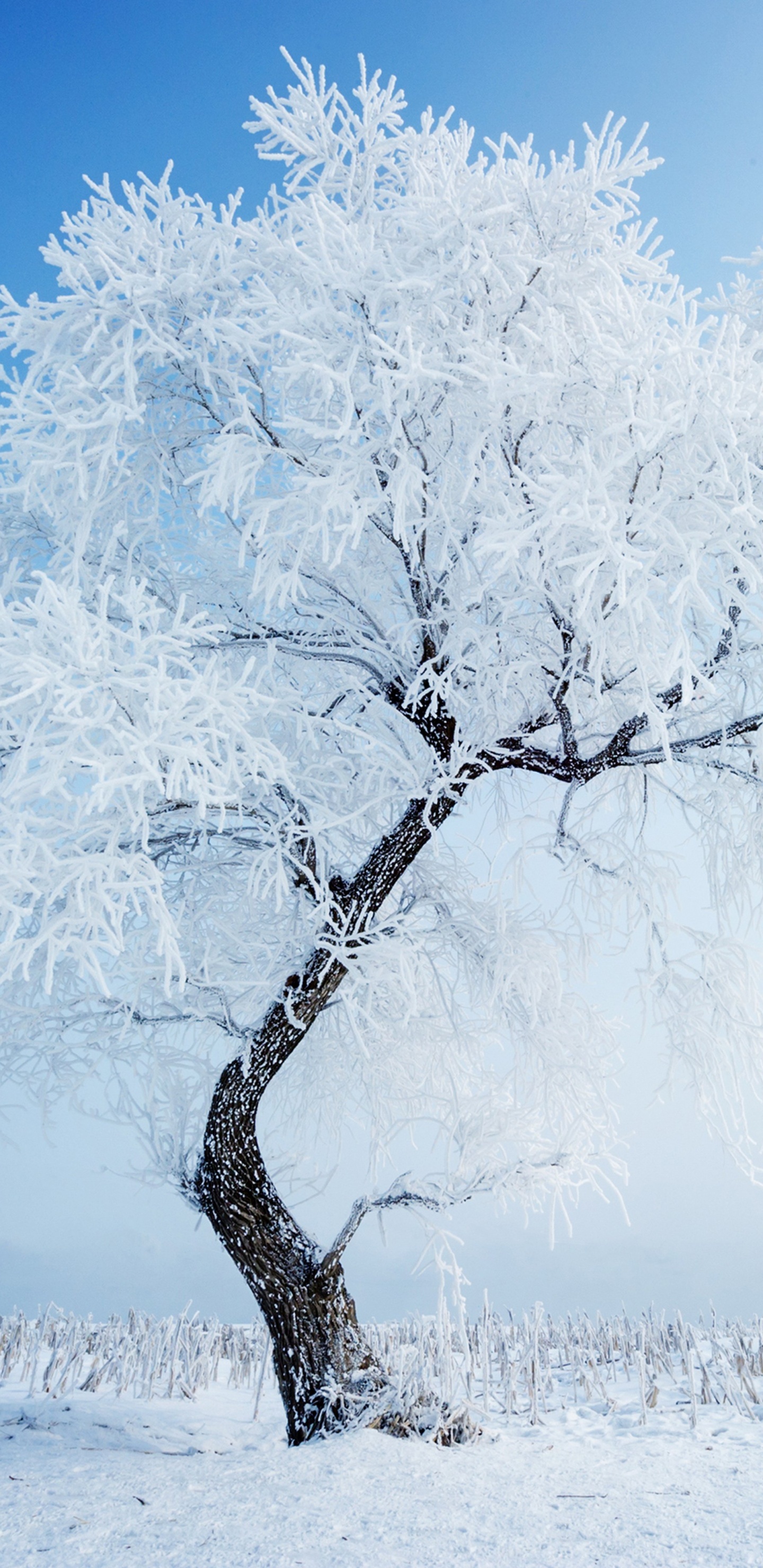 Snow Covered Bare Tree During Daytime. Wallpaper in 1440x2960 Resolution