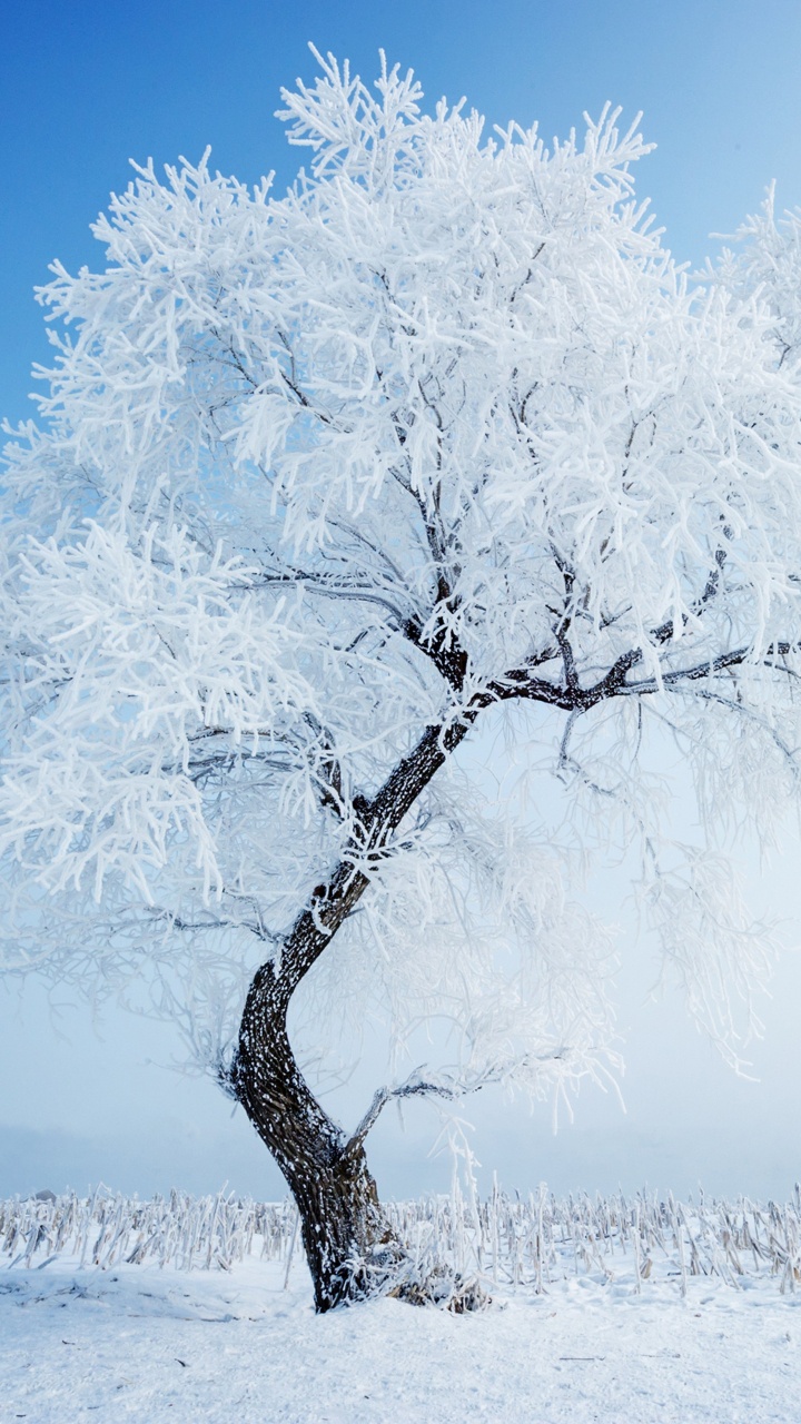 Arbre nu Couvert de Neige Pendant la Journée. Wallpaper in 720x1280 Resolution