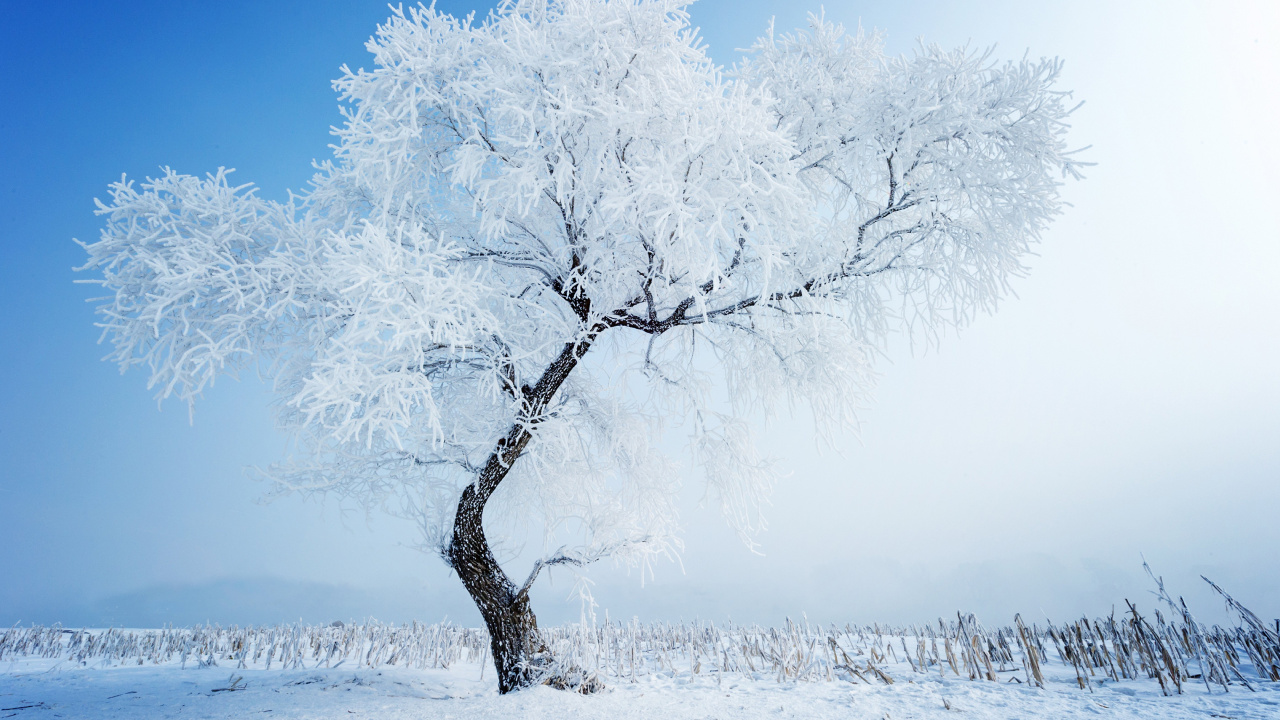Schneebedeckter Kahler Baum Tagsüber. Wallpaper in 1280x720 Resolution
