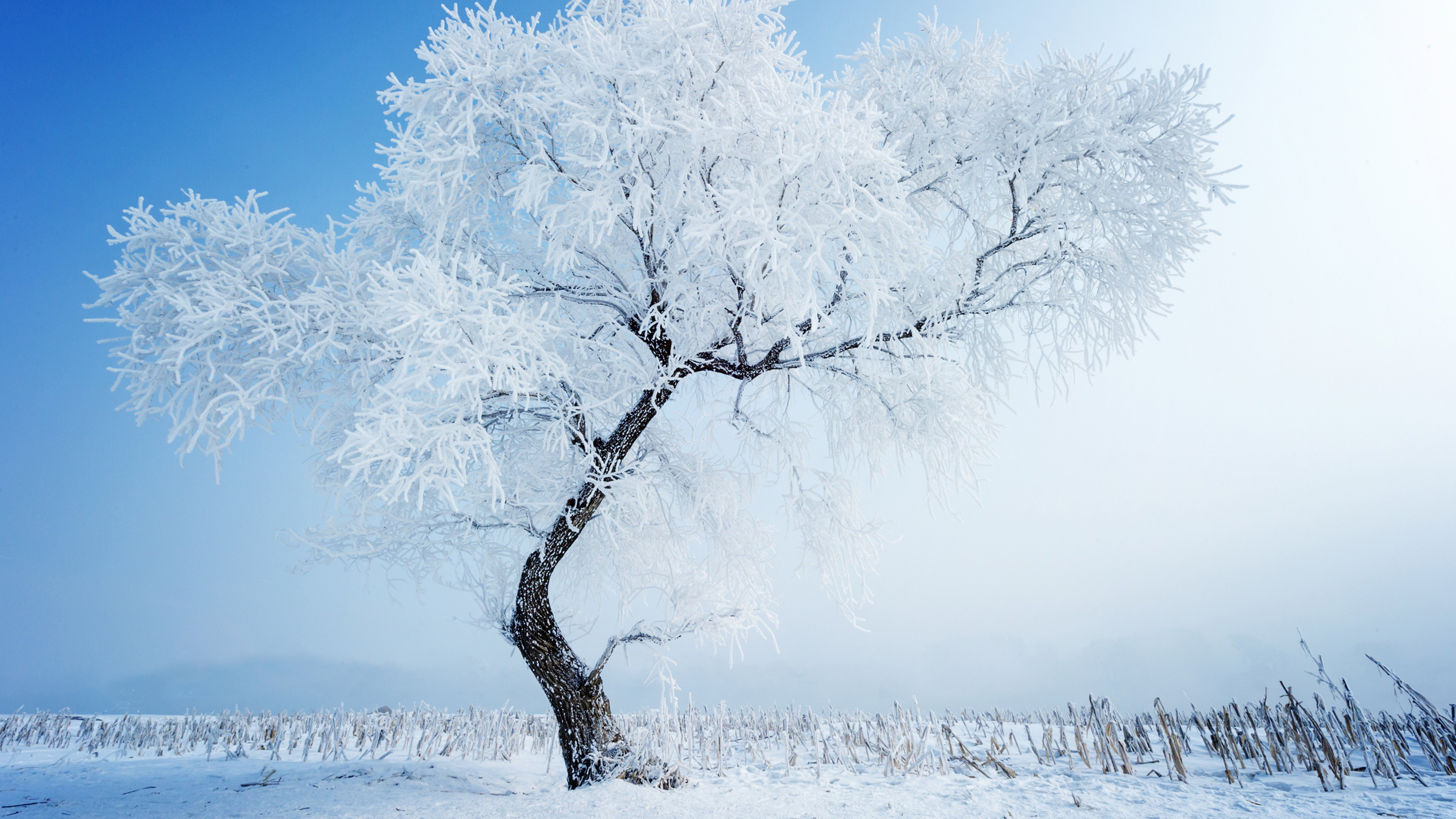 Schneebedeckter Kahler Baum Tagsüber. Wallpaper in 3840x2160 Resolution