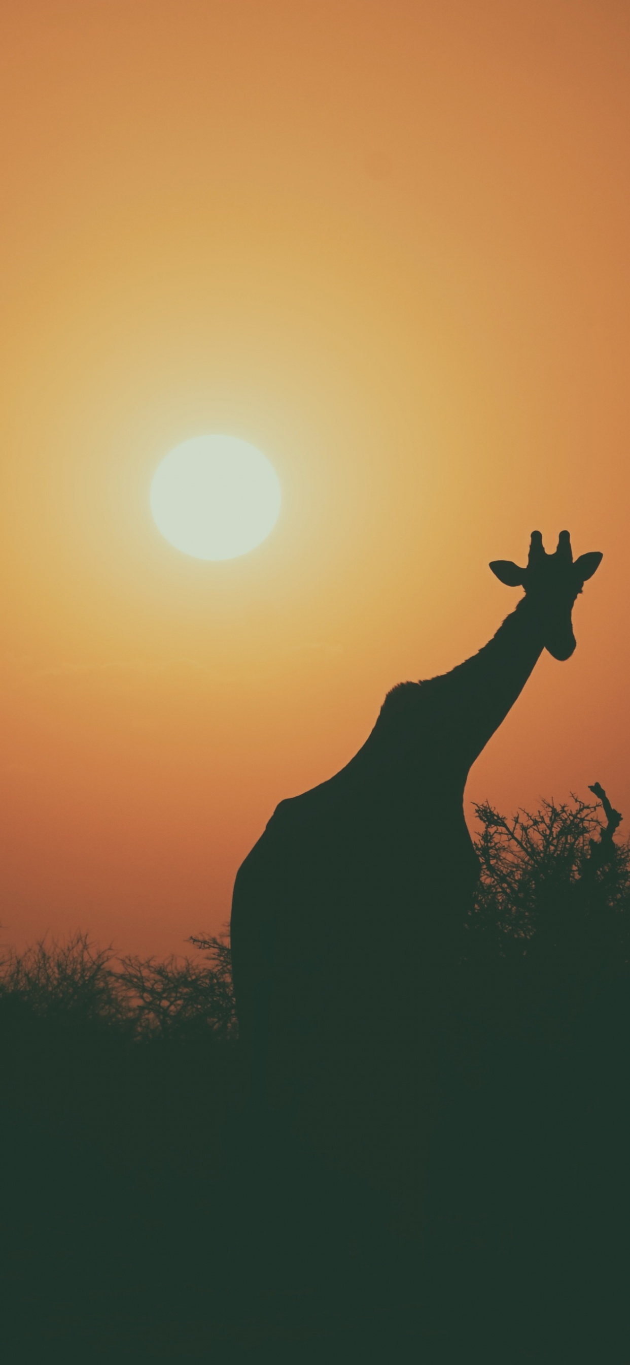 Silhouette of Giraffe During Sunset. Wallpaper in 1242x2688 Resolution