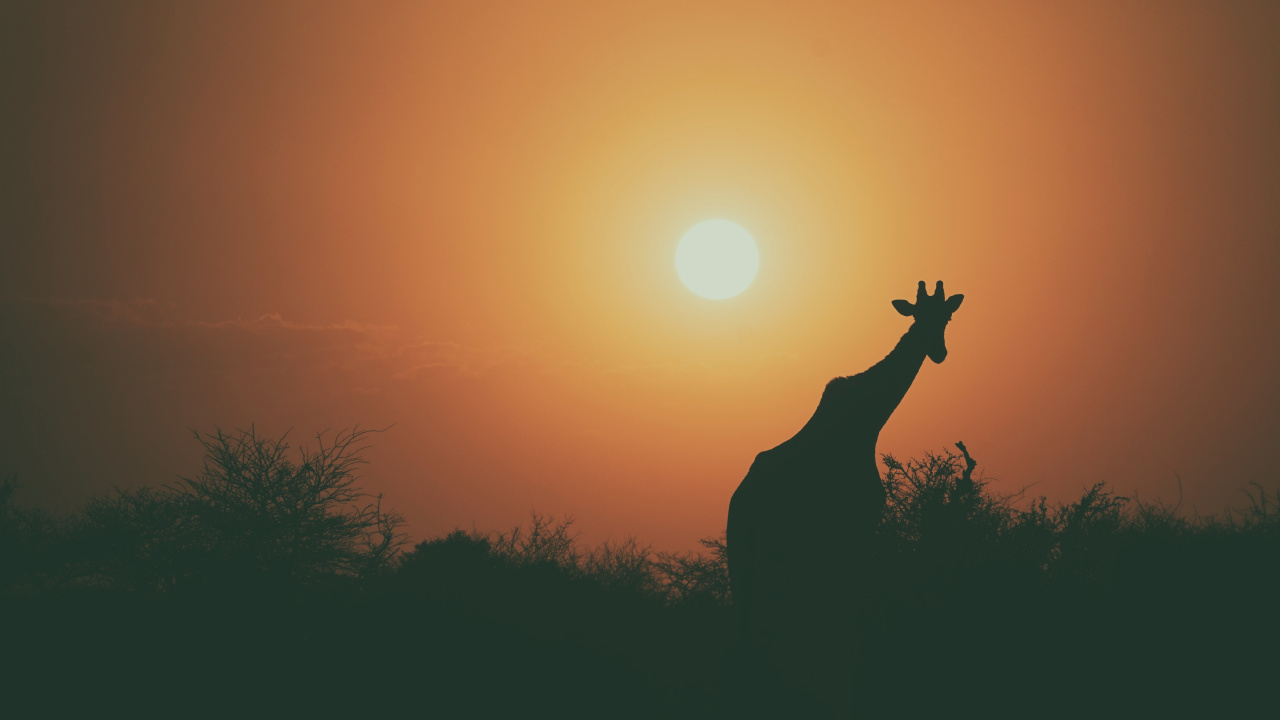 Silhouette of Giraffe During Sunset. Wallpaper in 1280x720 Resolution