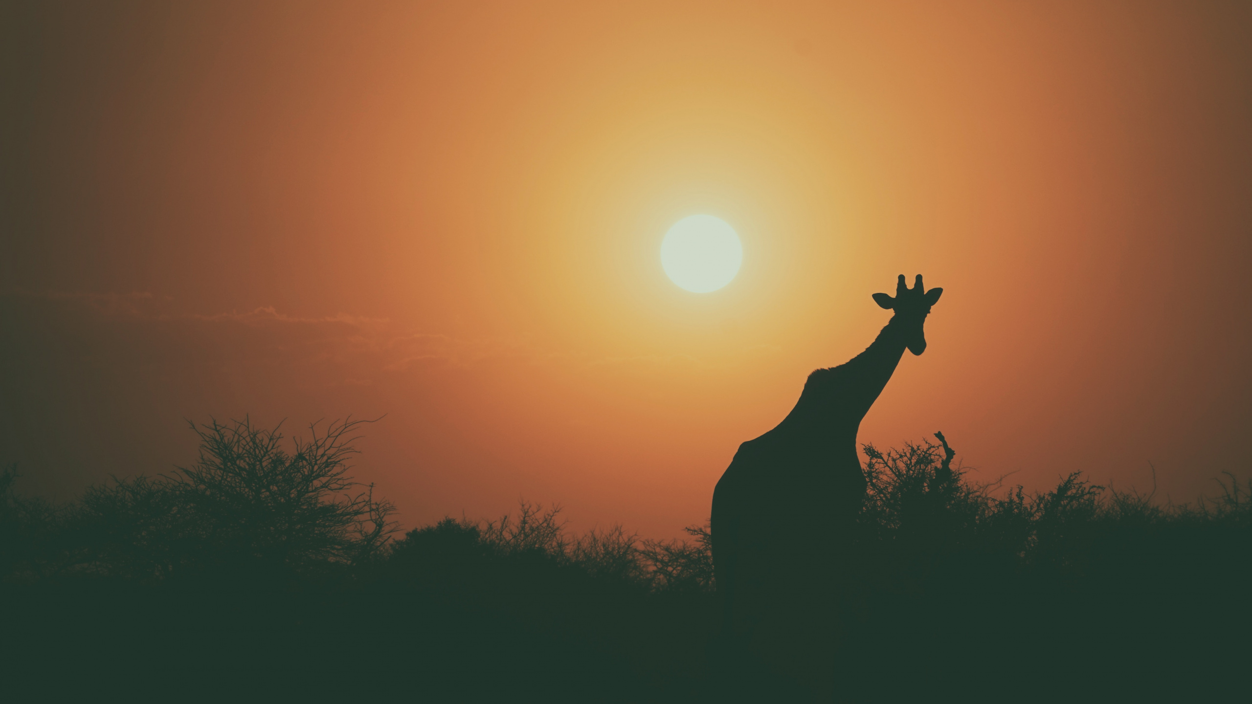 Silhouette de Girafe au Coucher du Soleil. Wallpaper in 2560x1440 Resolution