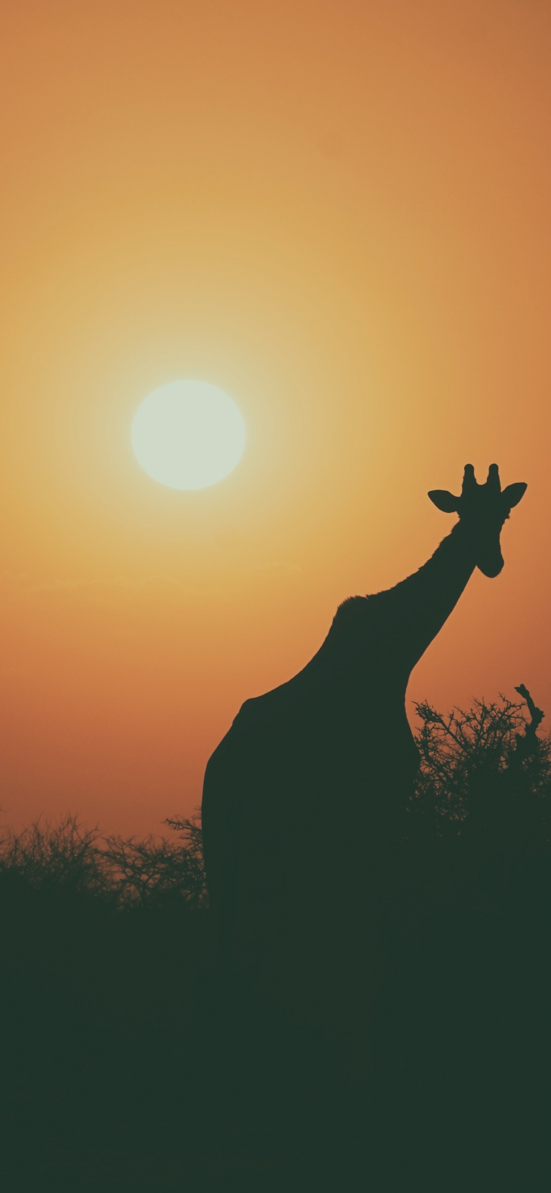 Silhouette Der Giraffe Bei Sonnenuntergang. Wallpaper in 1125x2436 Resolution