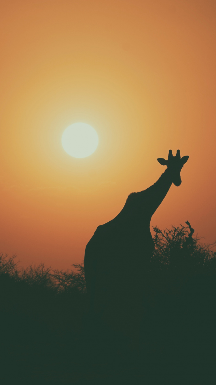 Silhouette Der Giraffe Bei Sonnenuntergang. Wallpaper in 750x1334 Resolution