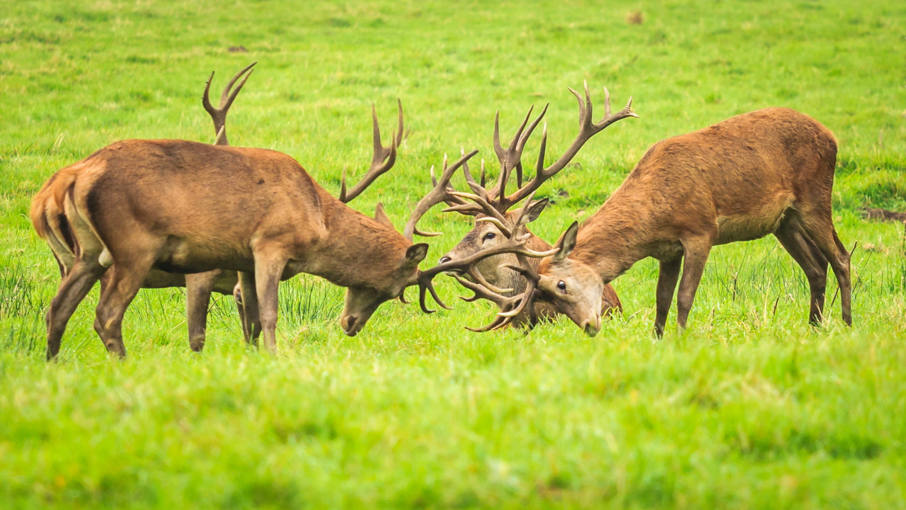 Cerf Brun Sur Terrain D'herbe Verte Pendant la Journée. Wallpaper in 1280x720 Resolution