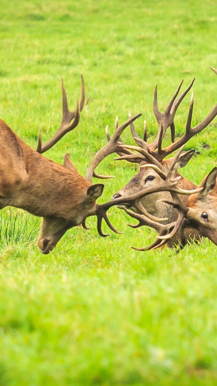 Cerf Brun Sur Terrain D'herbe Verte Pendant la Journée. Wallpaper in 720x1280 Resolution