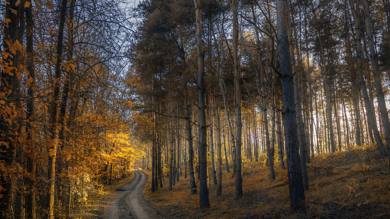 Arbres Bruns Sur Sol Brun. Wallpaper in 1280x720 Resolution