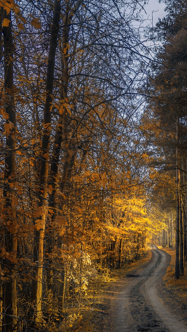 Arbres Bruns Sur Sol Brun. Wallpaper in 720x1280 Resolution