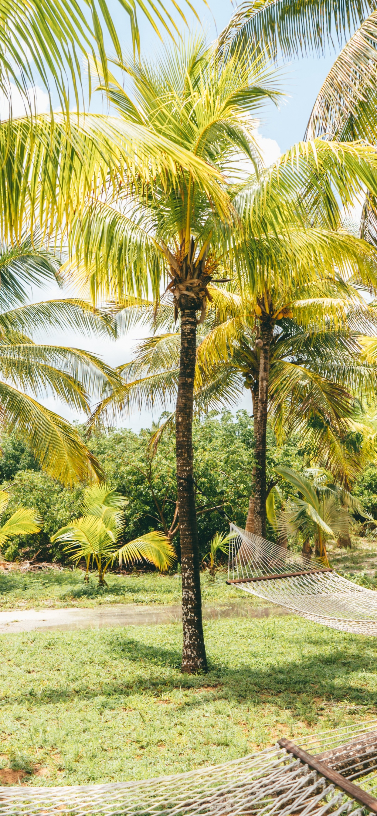 Baum, Natur, Kokosnuss, Vegetation, Elaeis. Wallpaper in 1242x2688 Resolution