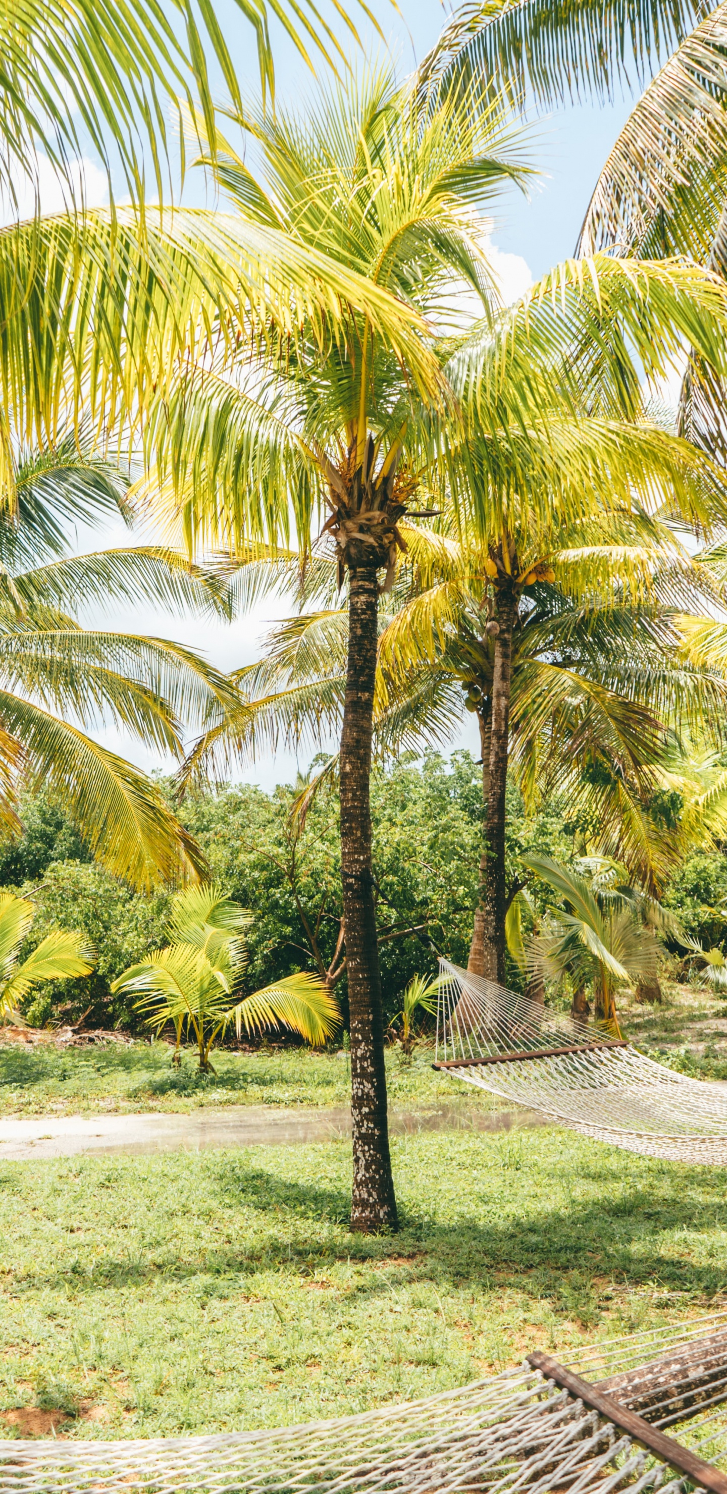 Baum, Natur, Kokosnuss, Vegetation, Elaeis. Wallpaper in 1440x2960 Resolution