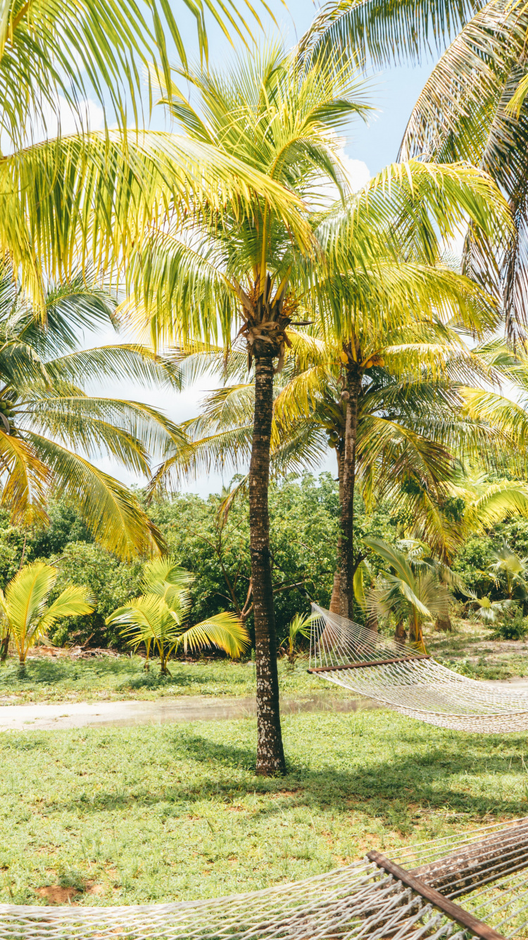 Baum, Natur, Kokosnuss, Vegetation, Elaeis. Wallpaper in 750x1334 Resolution
