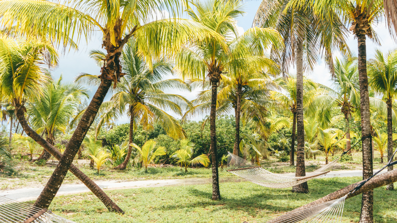 Tree, Nature, Coconut, Palm Tree, Vegetation. Wallpaper in 1366x768 Resolution
