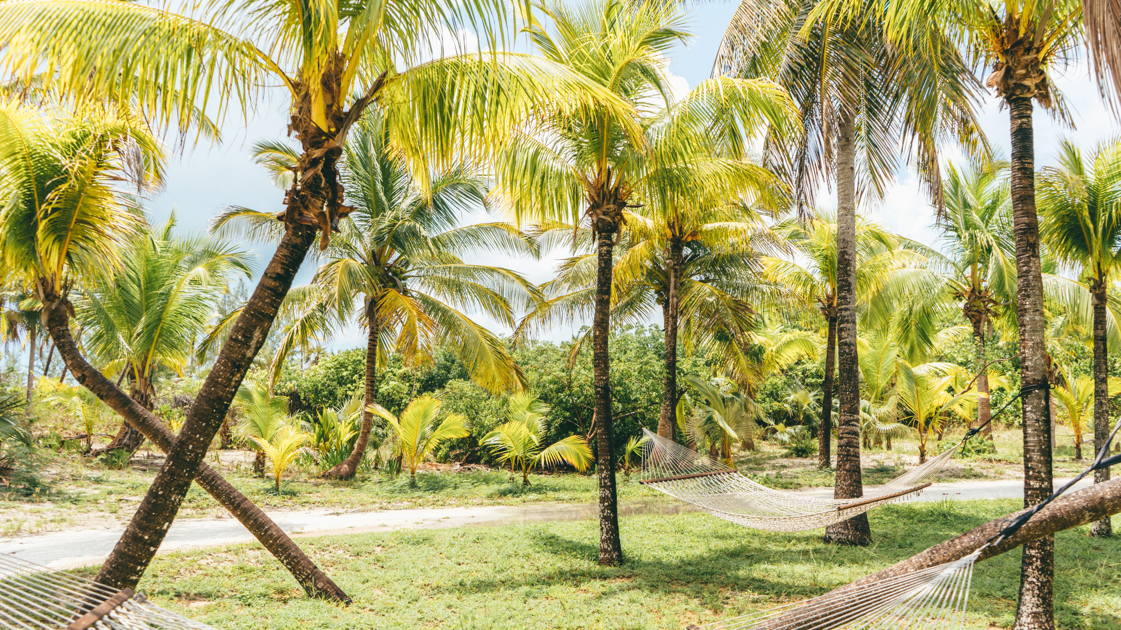 Nature, Coco, Végétation, Elaeis, Tropique. Wallpaper in 3840x2160 Resolution