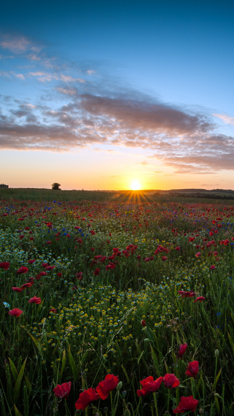 Apple MacBook Pro, Cloud, Ökoregion, Naturlandschaft, Afterglow. Wallpaper in 750x1334 Resolution