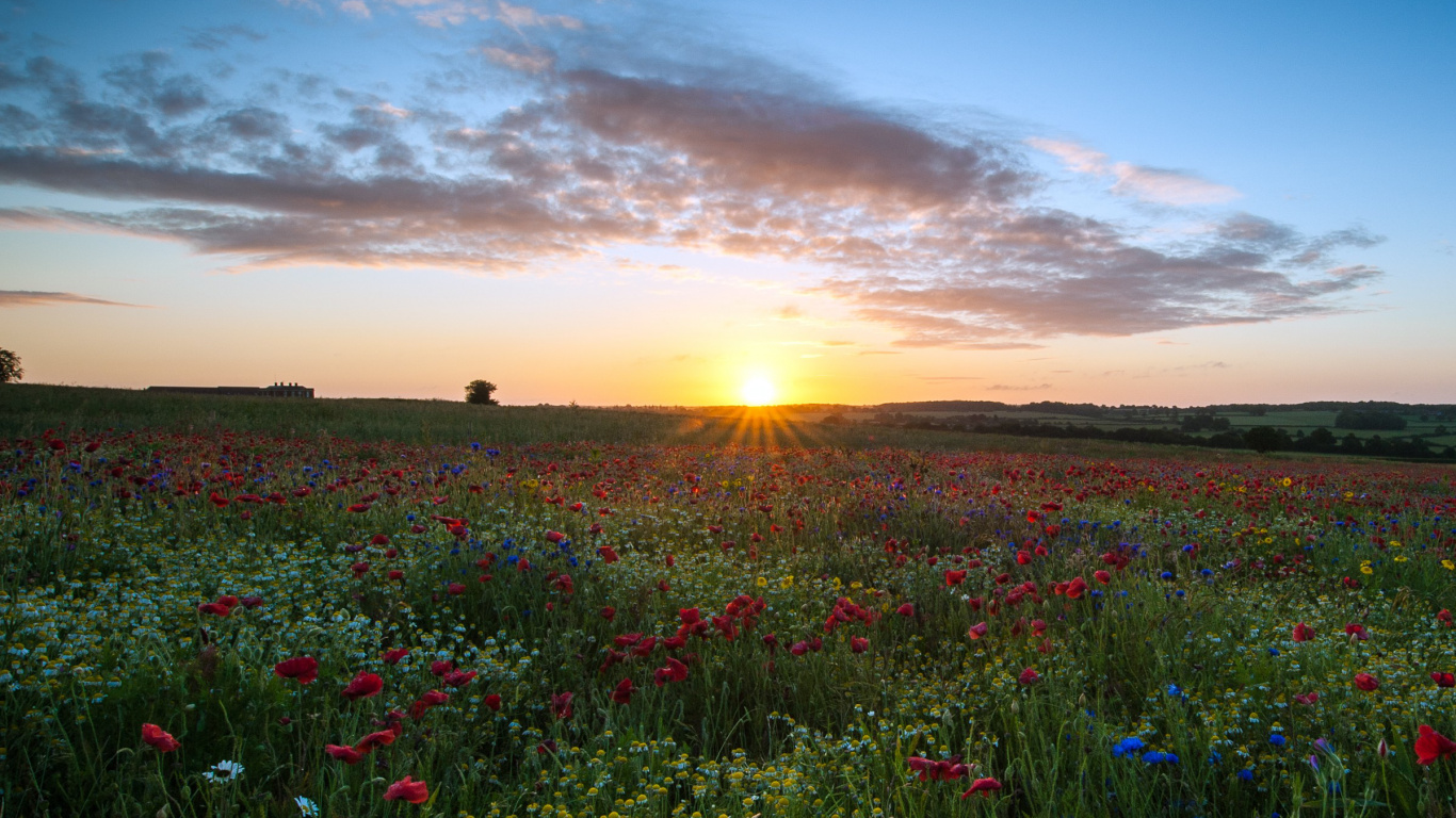 Apple MacBook Pro, Flower, Cloud, Plant, Ecoregion. Wallpaper in 1366x768 Resolution