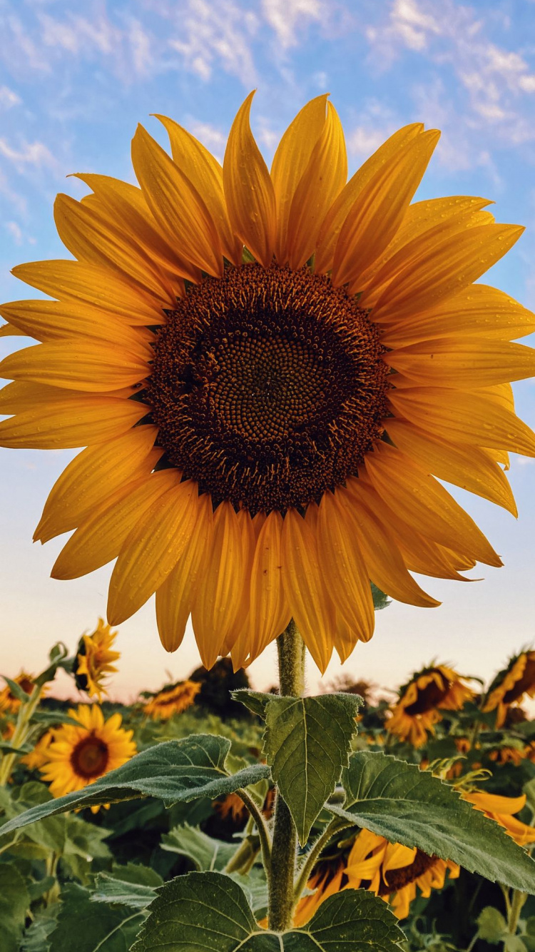 Pétalo, Cocina, la Floración de la Planta, Girasol, Planta Anual. Wallpaper in 750x1334 Resolution