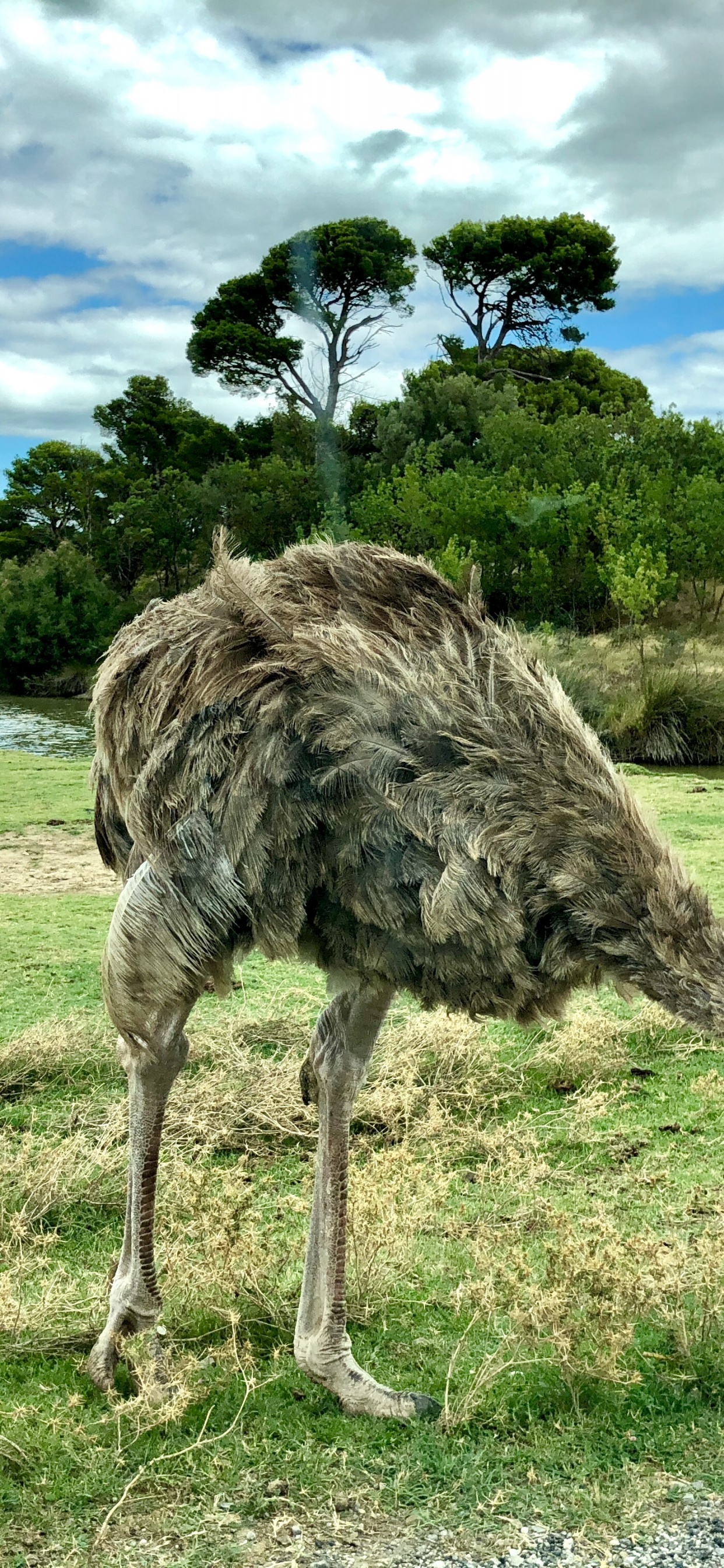 Ostrich Farming, Common Ostrich, Birds, Cloud, Ratite. Wallpaper in 1242x2688 Resolution
