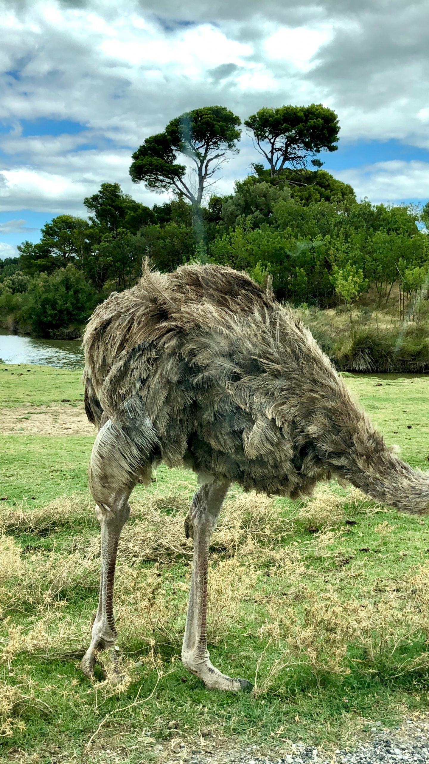 Ostrich Farming, Common Ostrich, Birds, Cloud, Ratite. Wallpaper in 1440x2560 Resolution