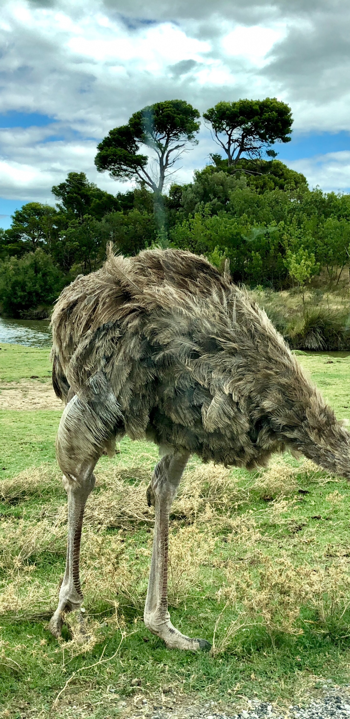Ostrich Farming, Common Ostrich, Birds, Cloud, Ratite. Wallpaper in 1440x2960 Resolution