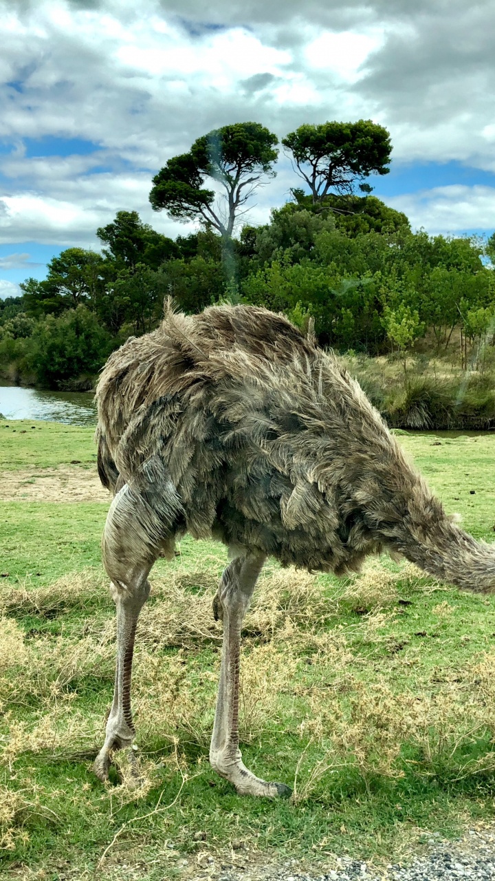 Ostrich Farming, Common Ostrich, Birds, Cloud, Ratite. Wallpaper in 720x1280 Resolution