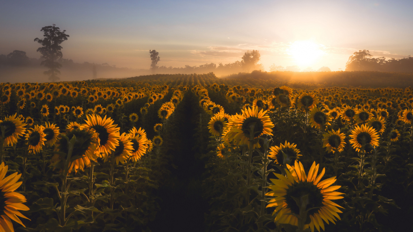 Champ de Tournesol Sous Ciel Bleu Pendant la Journée. Wallpaper in 1366x768 Resolution