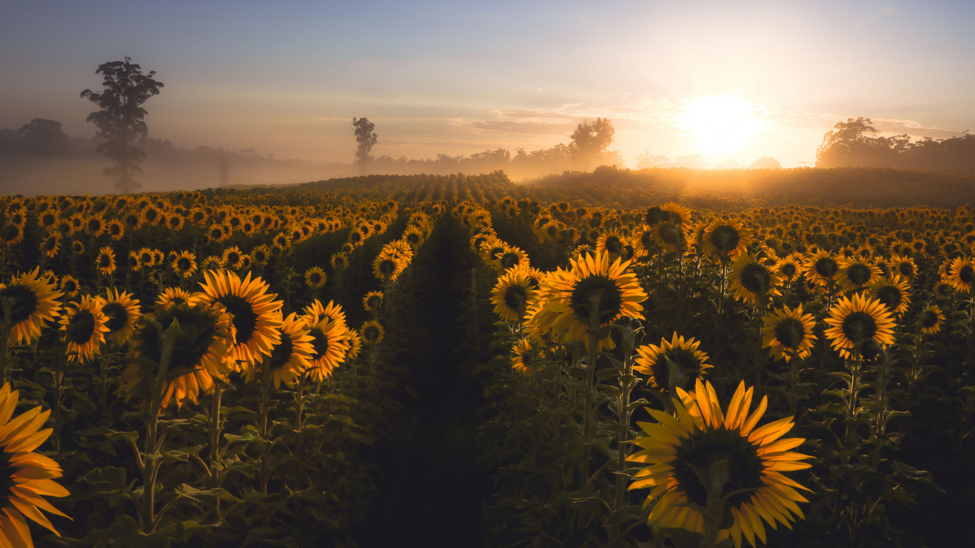 Sunflower Field Under Blue Sky During Daytime. Wallpaper in 1920x1080 Resolution