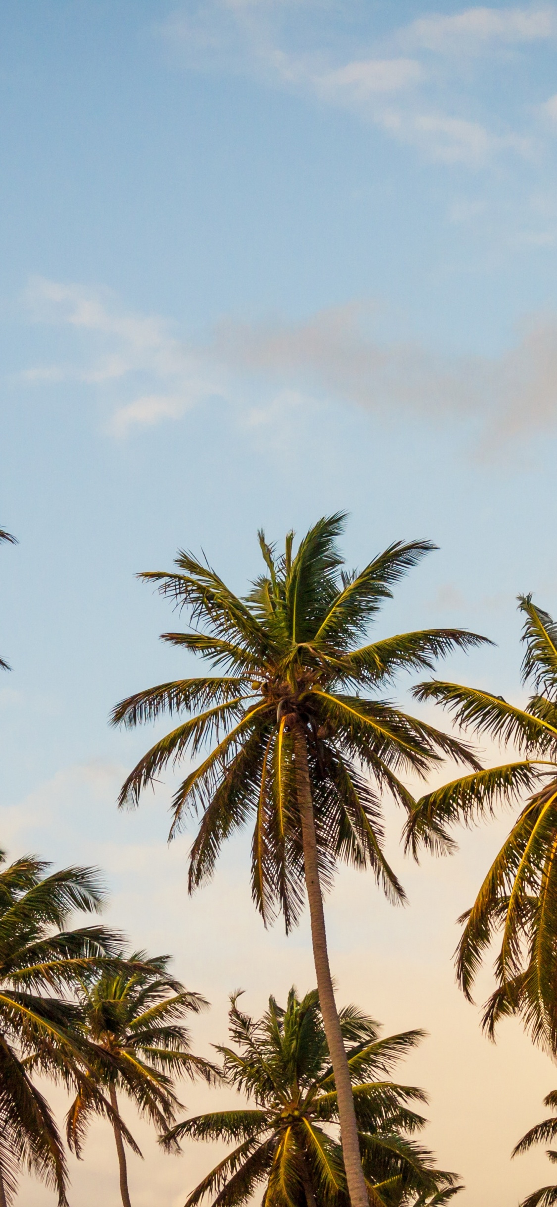 Green Palm Trees Under Blue Sky During Daytime. Wallpaper in 1125x2436 Resolution