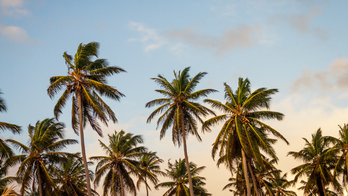 Green Palm Trees Under Blue Sky During Daytime. Wallpaper in 1366x768 Resolution