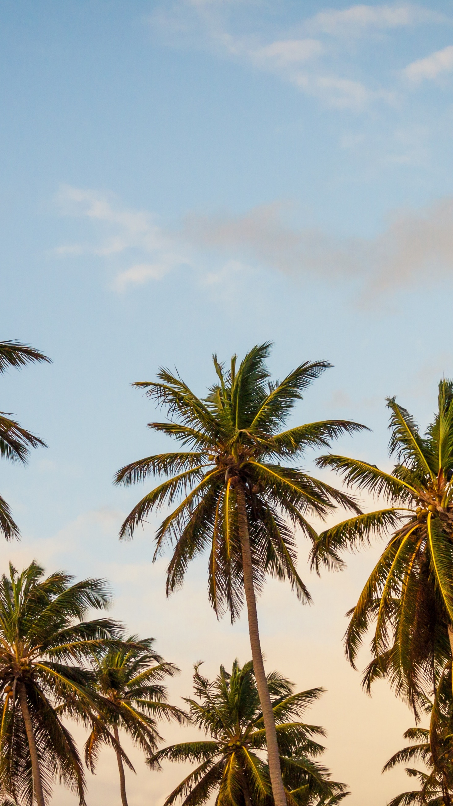 Green Palm Trees Under Blue Sky During Daytime. Wallpaper in 1440x2560 Resolution