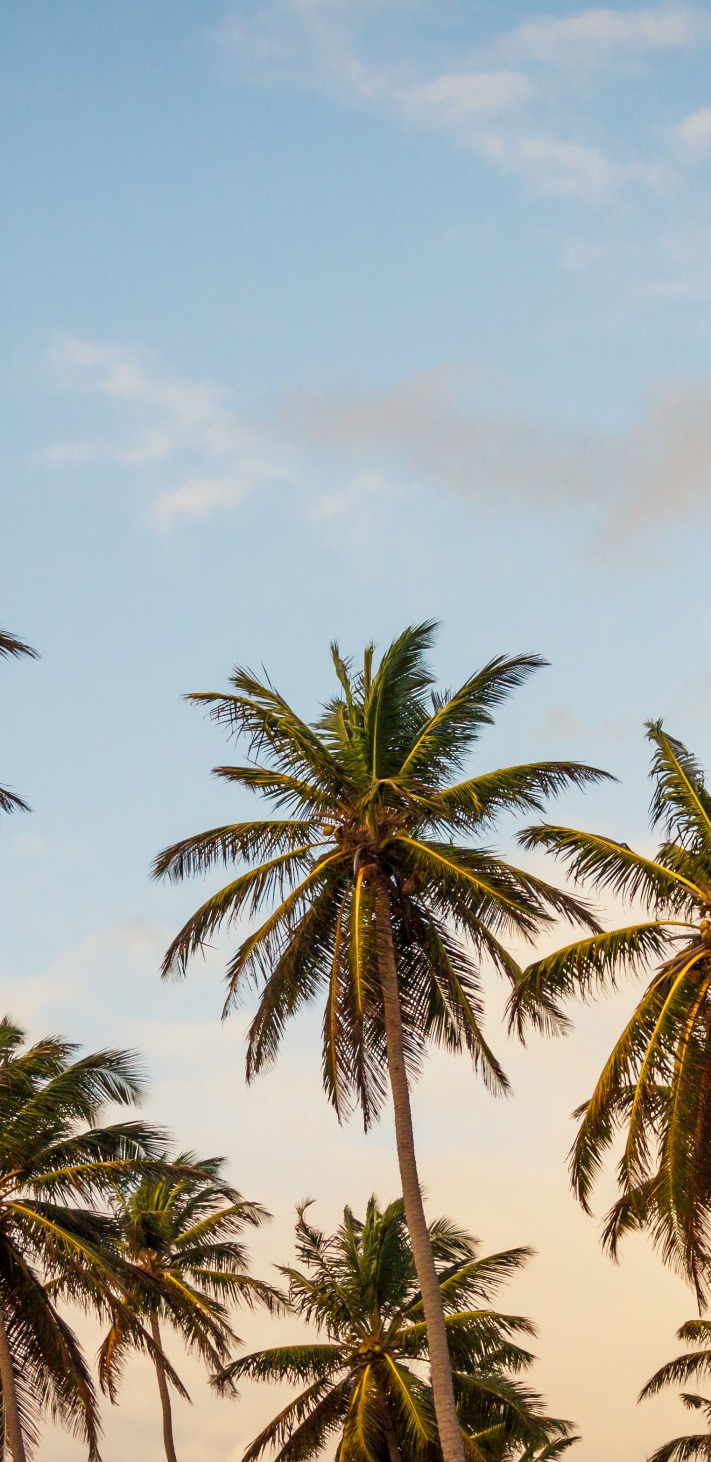 Green Palm Trees Under Blue Sky During Daytime. Wallpaper in 1440x2960 Resolution