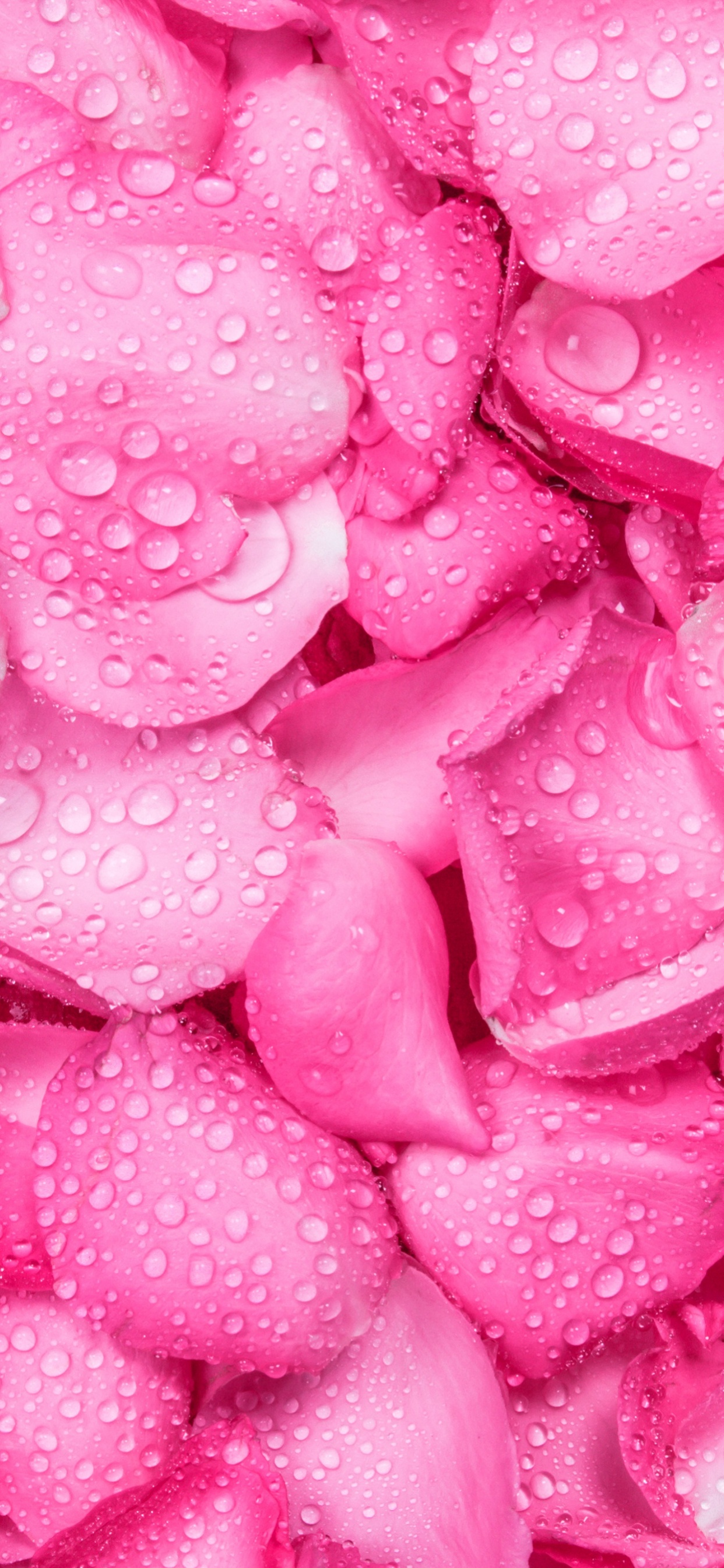 Pink Petals on Pink Surface. Wallpaper in 1242x2688 Resolution