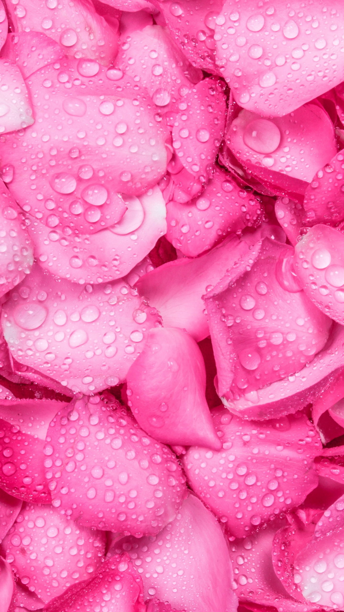 Pétalos de Rosa Sobre Superficie Rosa. Wallpaper in 1440x2560 Resolution
