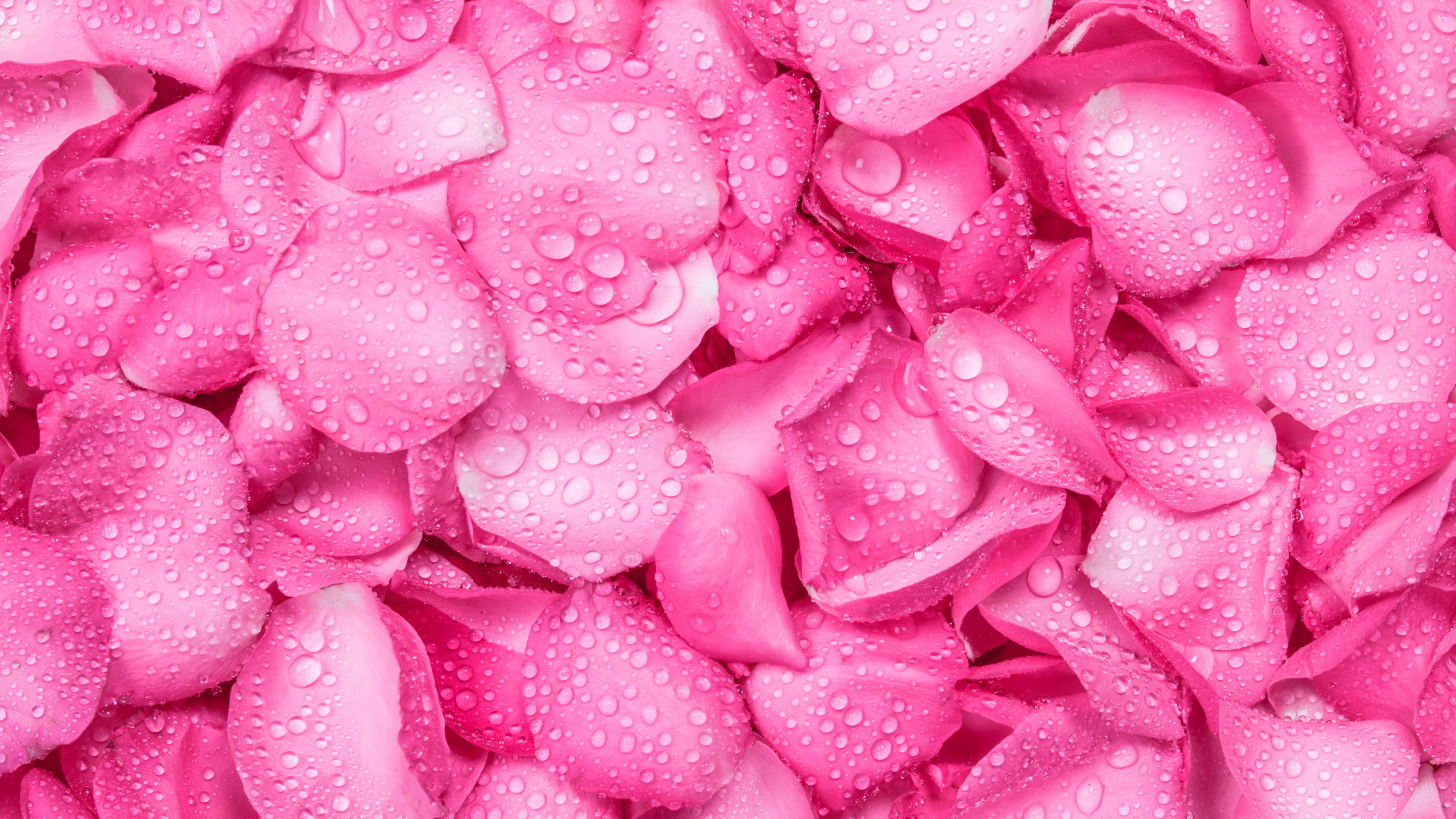 Pétales Roses Sur Surface Rose. Wallpaper in 3840x2160 Resolution