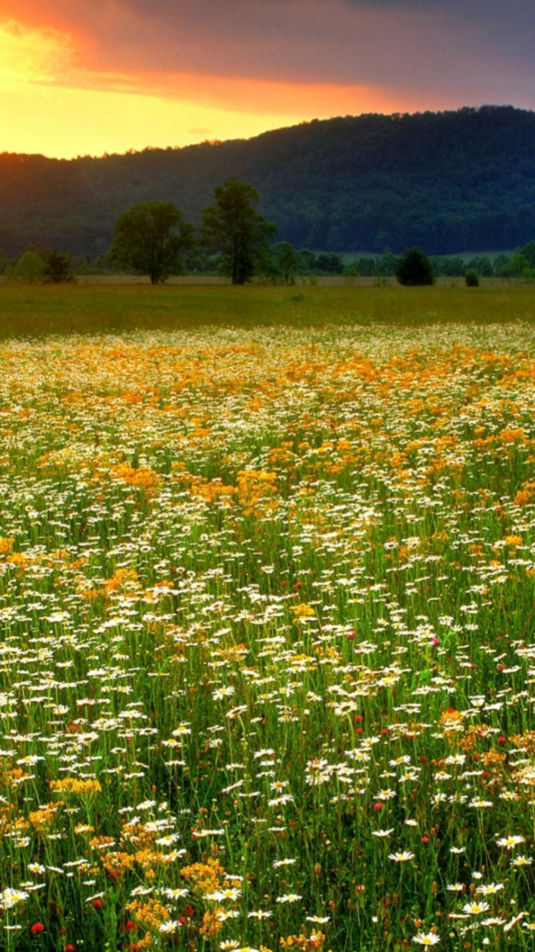 Clingmans Kuppel, Ökoregion, Licht, Naturlandschaft, Natur. Wallpaper in 750x1334 Resolution