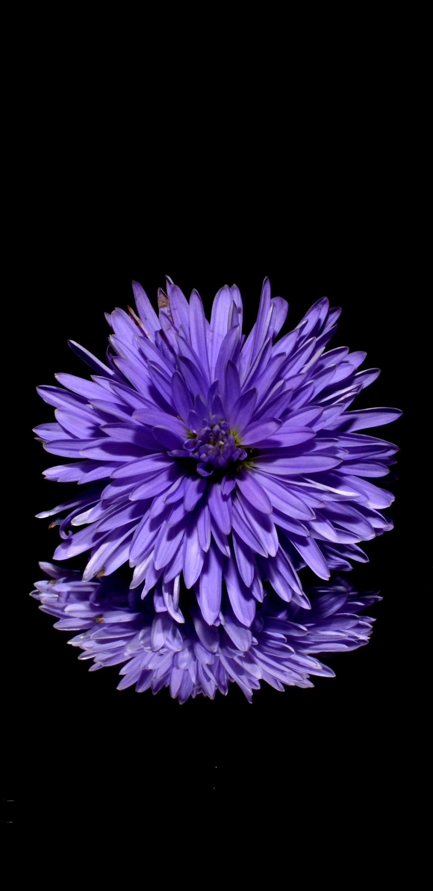 紫色的, 紫罗兰色, 电蓝色的 壁纸 1440x2960 允许