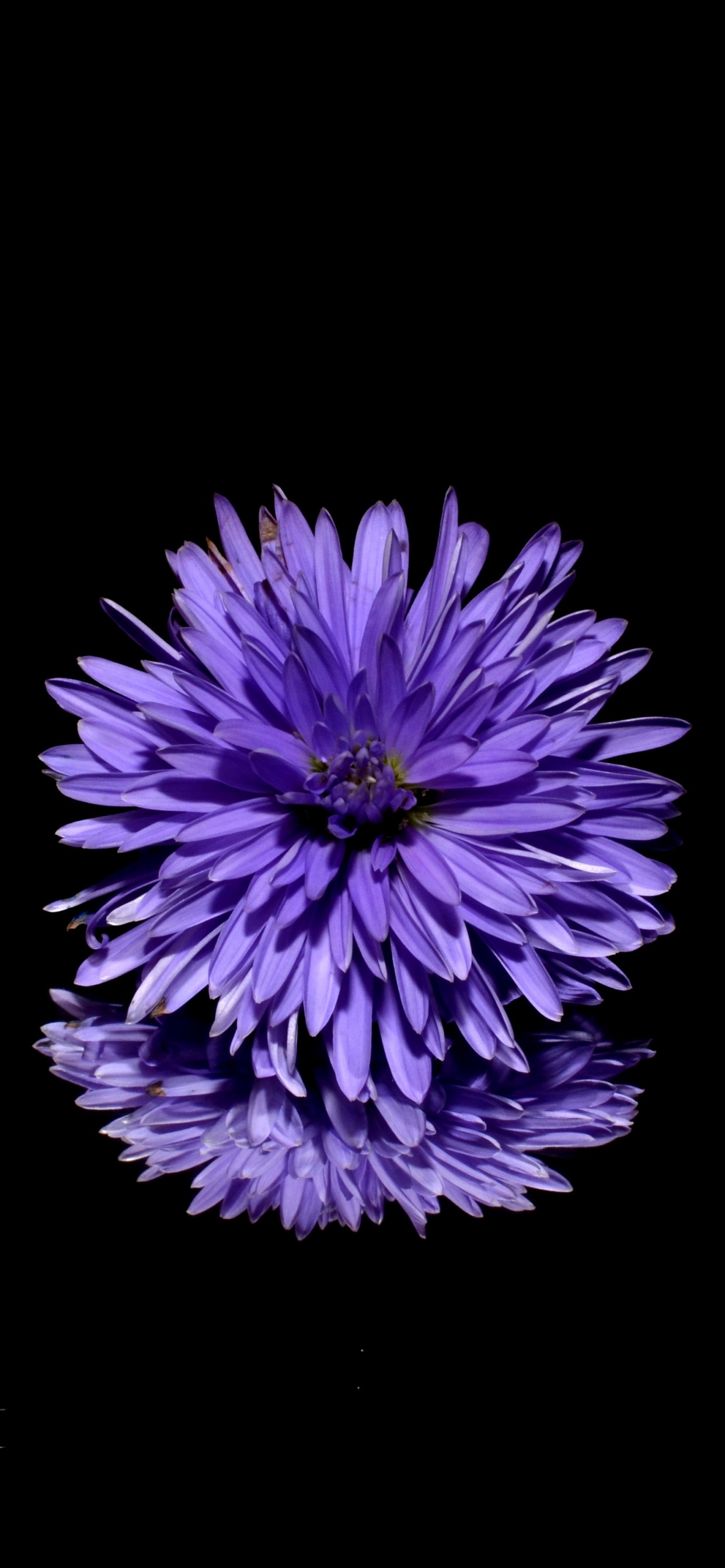 Purple and White Flower in Black Background. Wallpaper in 1242x2688 Resolution