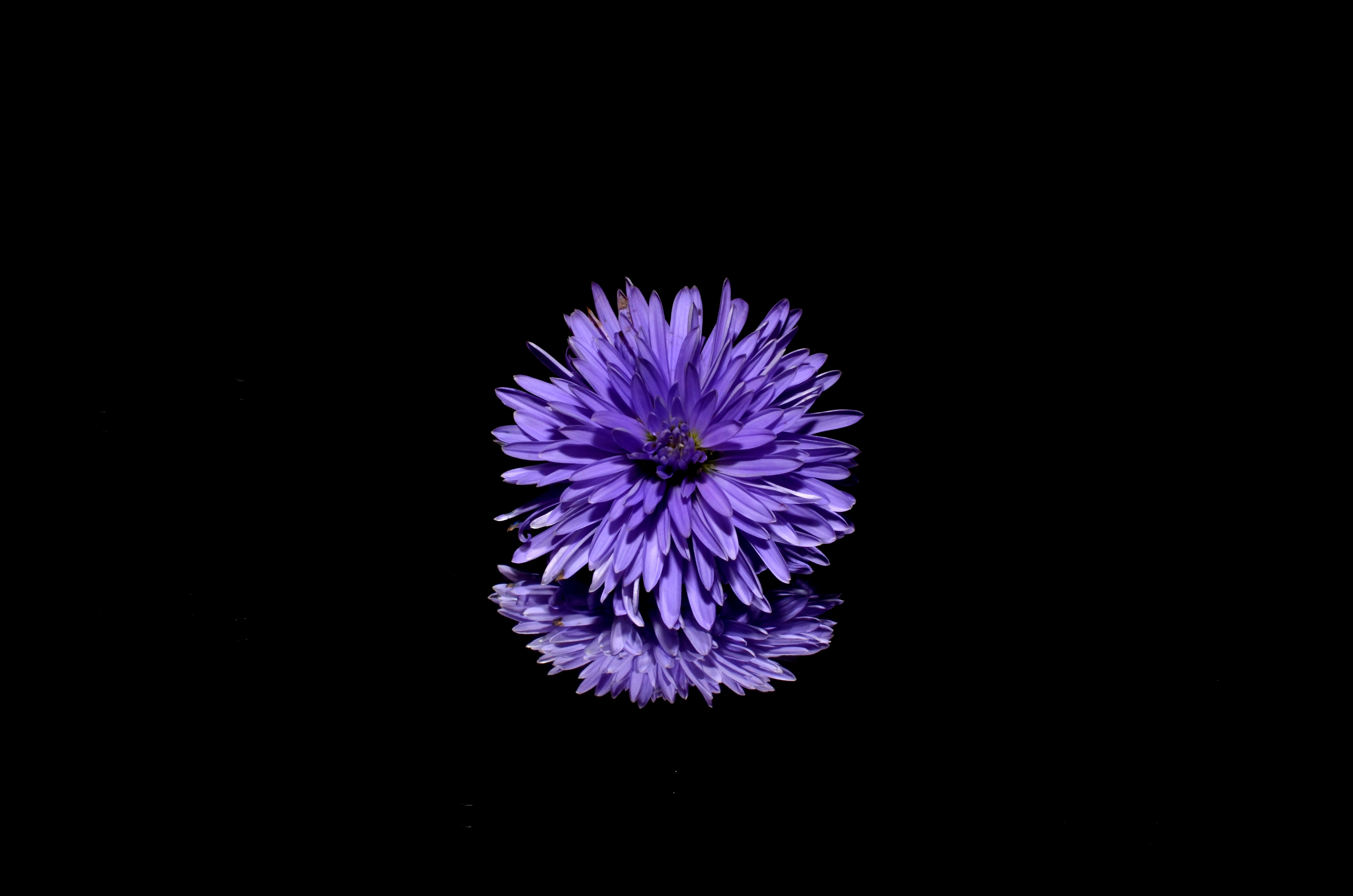 Wallpaper Purple and White Flower in Black Background, Background -  Download Free Image