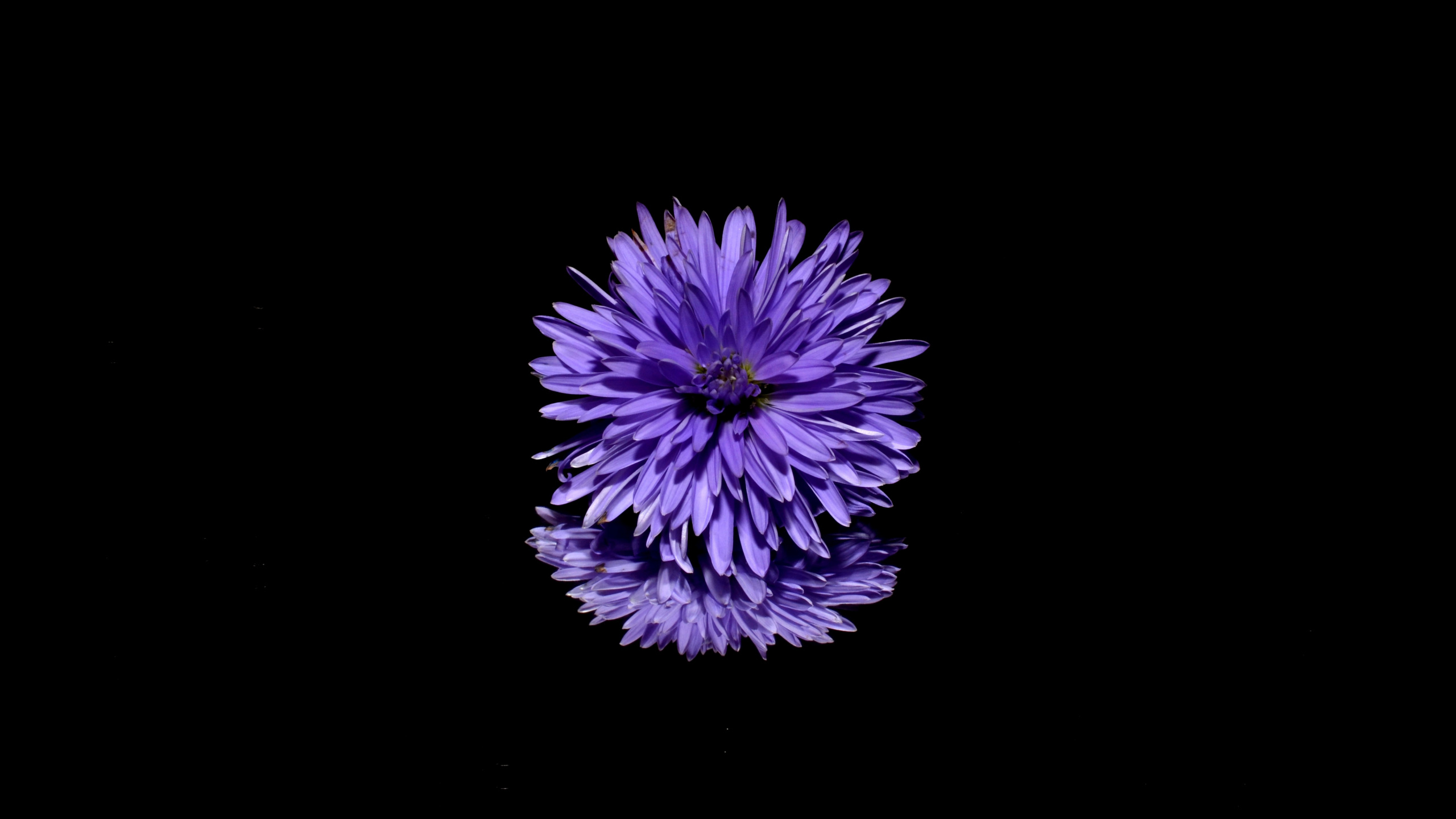 Flor Morada y Blanca Sobre Fondo Negro. Wallpaper in 2560x1440 Resolution