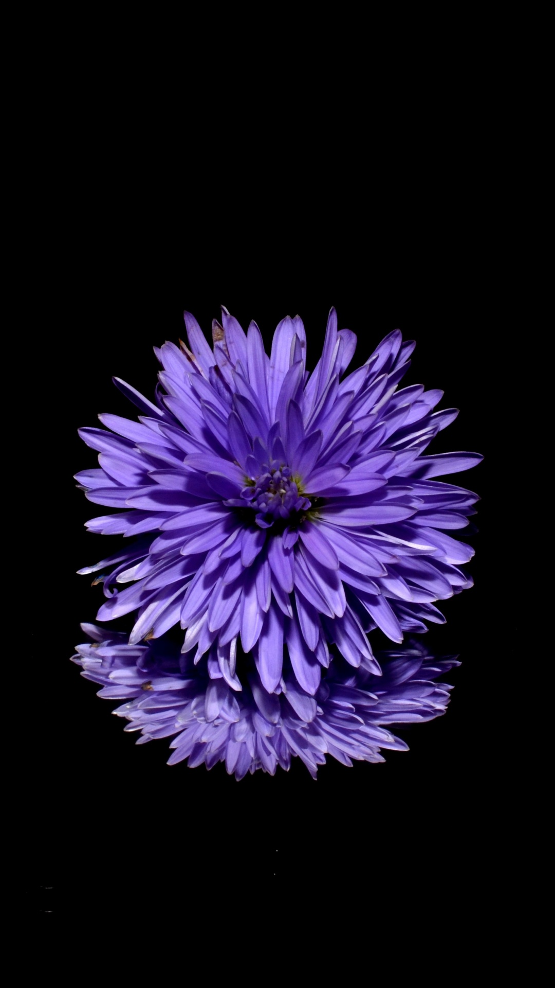 Fleur Violette et Blanche Sur Fond Noir. Wallpaper in 1080x1920 Resolution