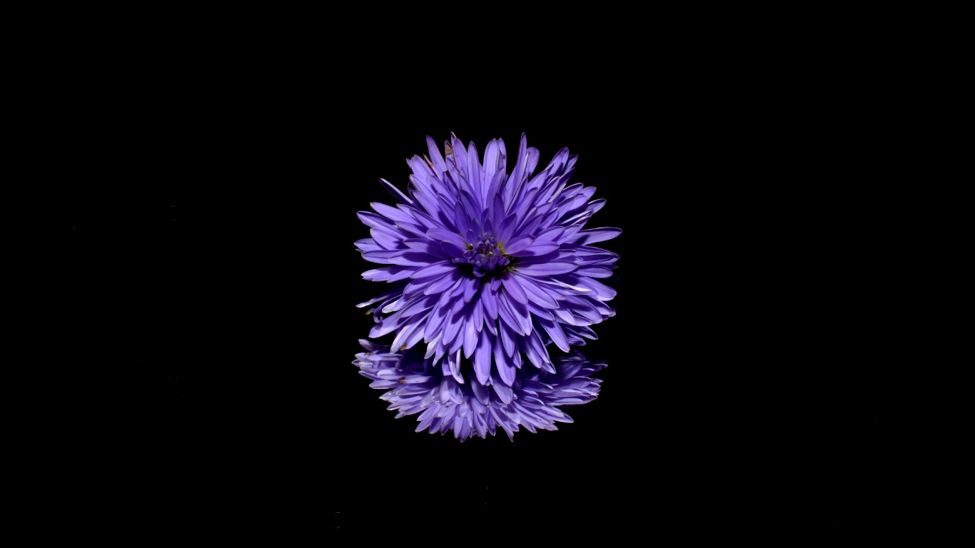 Fleur Violette et Blanche Sur Fond Noir. Wallpaper in 1366x768 Resolution