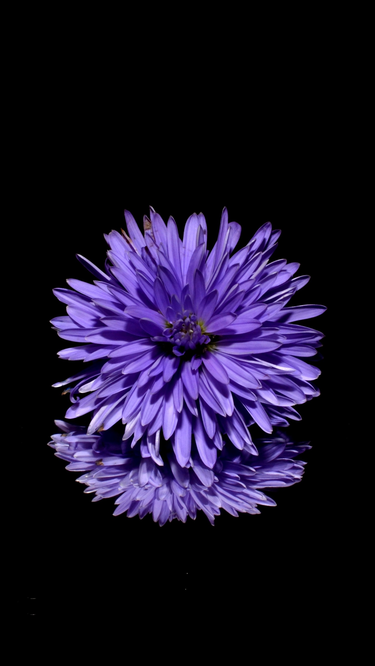Fleur Violette et Blanche Sur Fond Noir. Wallpaper in 1440x2560 Resolution