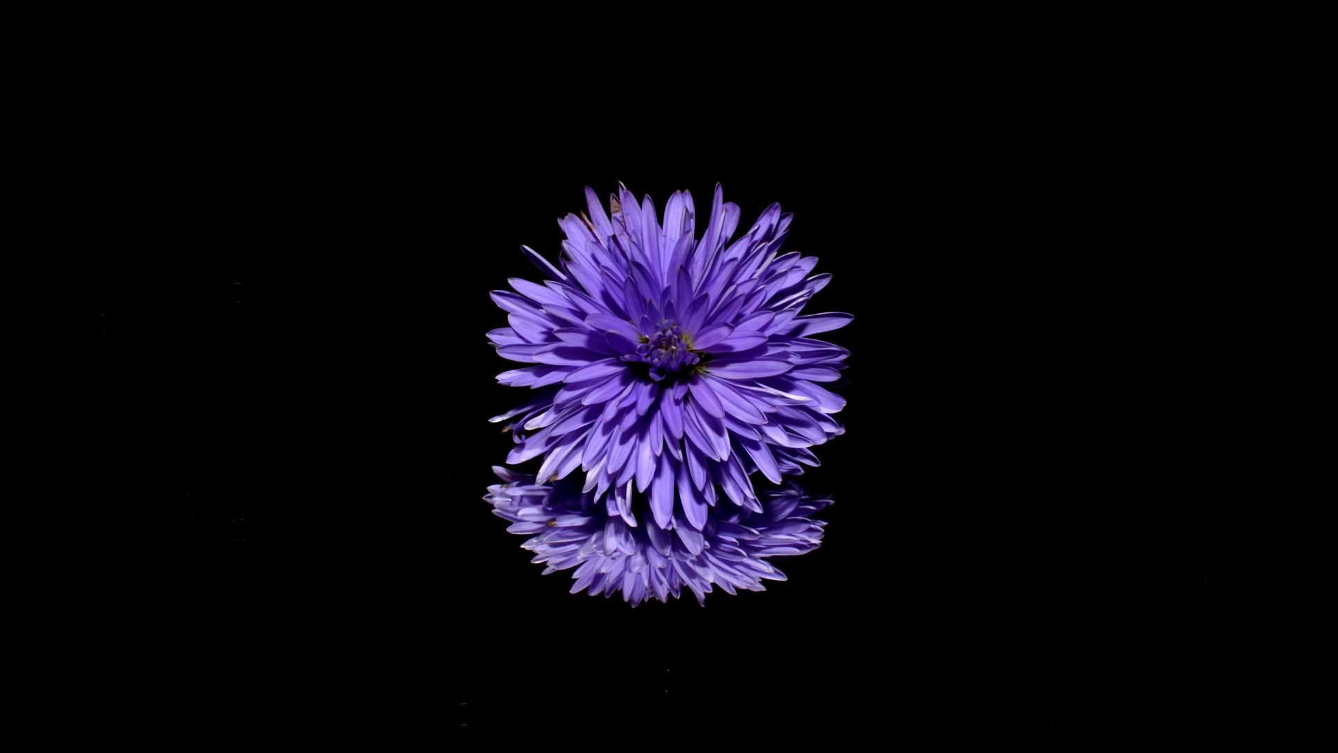 Fleur Violette et Blanche Sur Fond Noir. Wallpaper in 1920x1080 Resolution