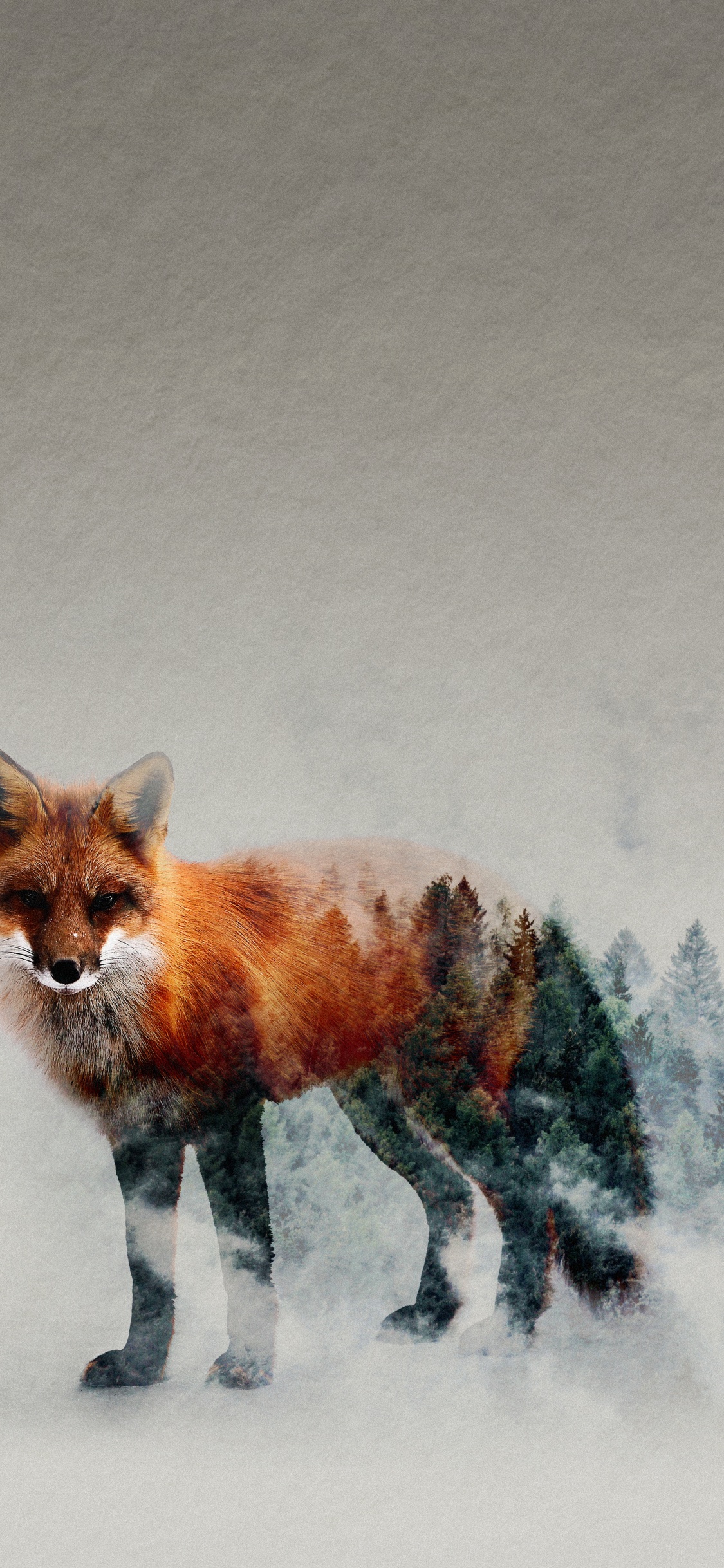 Red Fox, Canidés, Carnivores, Faon, Fox. Wallpaper in 1125x2436 Resolution