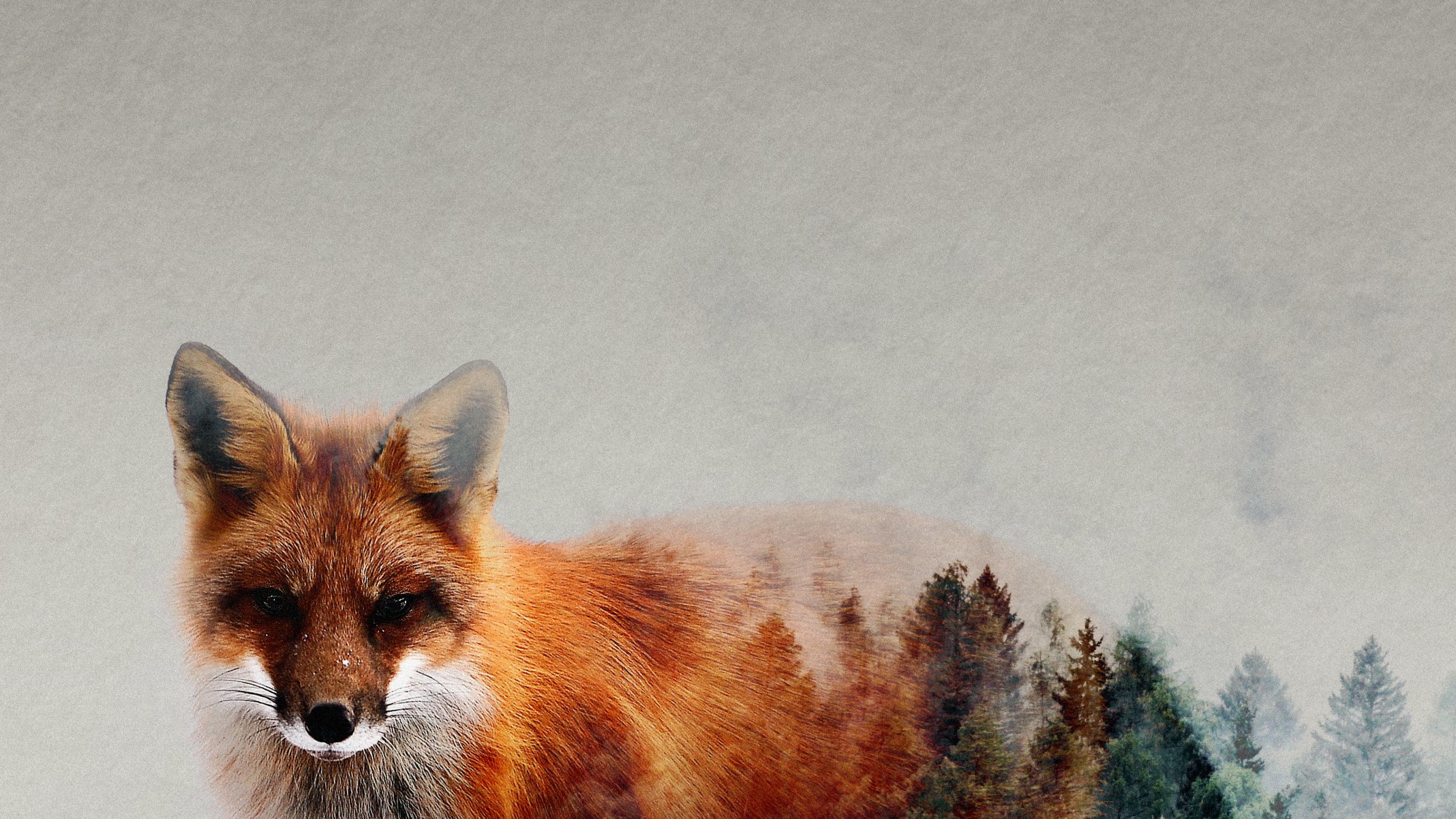 Red Fox, Carnivores, Canidae, Carnivore, Fawn. Wallpaper in 2560x1440 Resolution