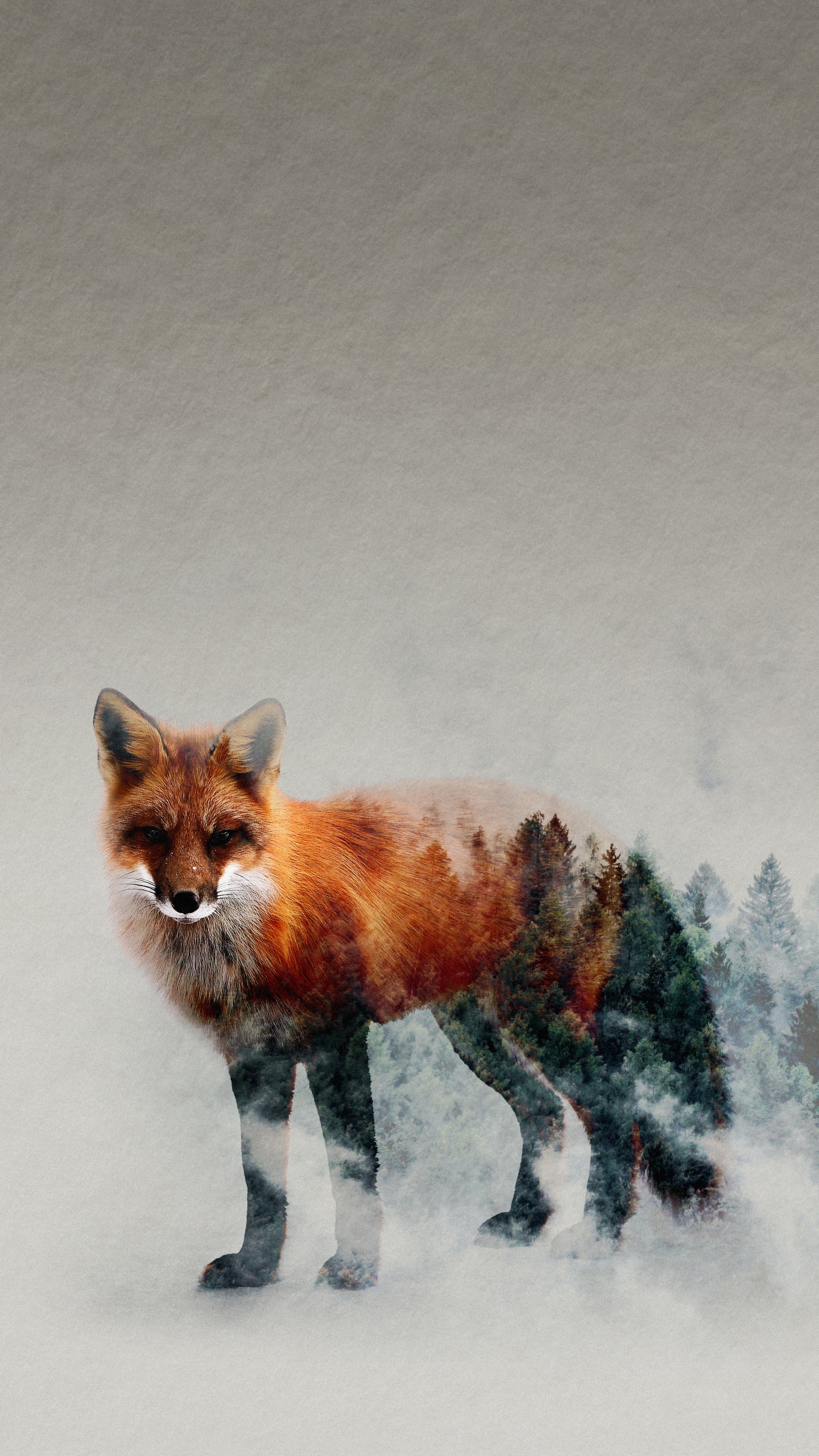 Zorro Rojo, Los Carnívoros, Canidae, Carnívoro, Fawn. Wallpaper in 1440x2560 Resolution