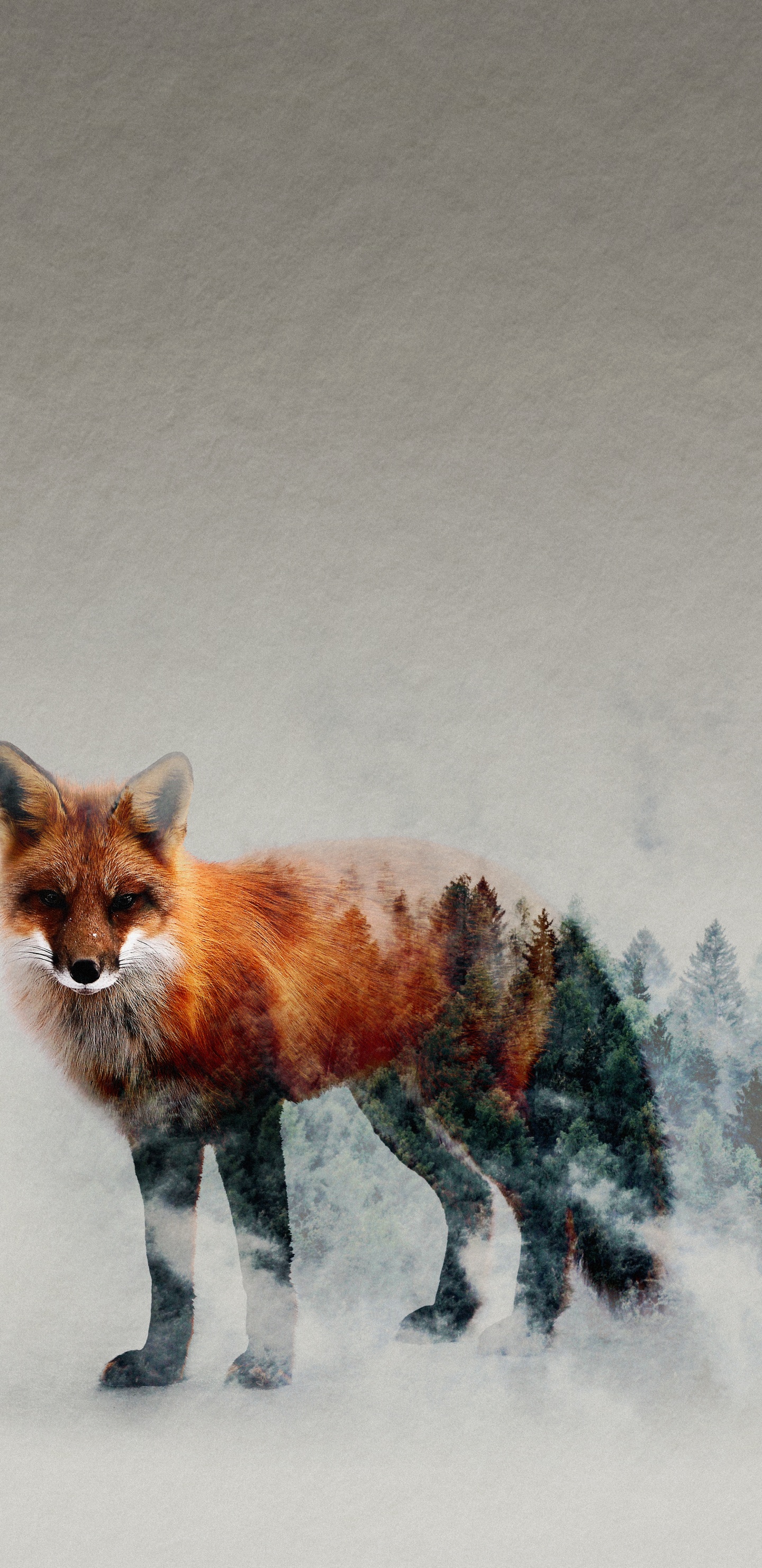 Zorro Rojo, Los Carnívoros, Canidae, Carnívoro, Fawn. Wallpaper in 1440x2960 Resolution